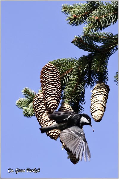 22_coal_tit.jpg - Coal tit, Parus ater, Jelova senica, Location: Fruska Gora, Serbia