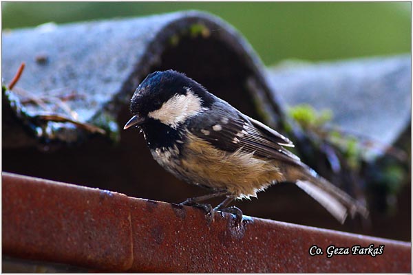 23_coal_tit.jpg - Coal tit, Parus ater, Jelova senica, Location: Novi Sad, Serbia