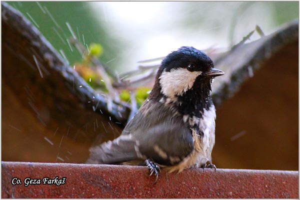 24_coal_tit.jpg - Coal tit, Parus ater, Jelova senica, Location: Novi Sad, Serbia