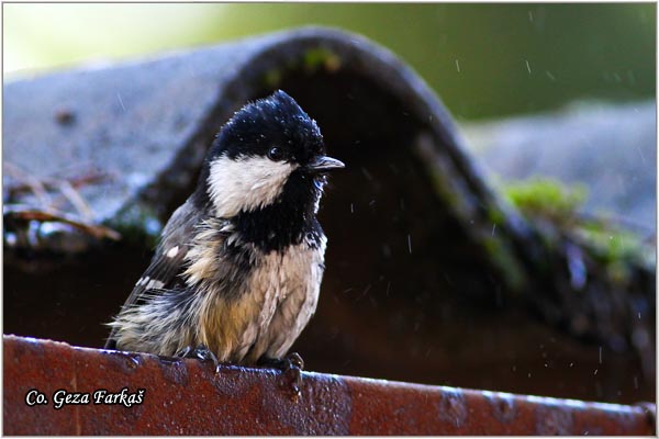 25_coal_tit.jpg - Coal tit, Parus ater, Jelova senica, Location: Novi Sad, Serbia