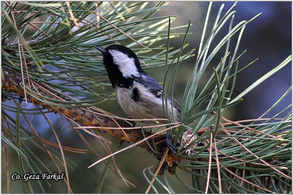 26_coal_tit.jpg - Coal tit, Parus ater, Jelova senica, Location: Novi Sad, Serbia