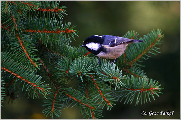 27_coal_tit.jpg - Coal tit, Parus ater, Jelova senica, Location: Kopaonik, Serbia