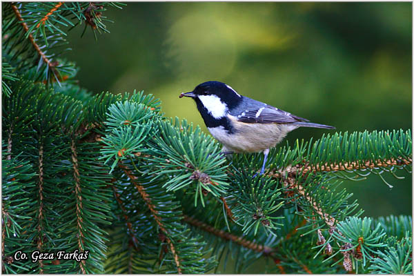 28_coal_tit.jpg - Coal tit, Parus ater, Jelova senica, Location: Kopaonik, Serbia