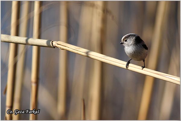 30_long-tailed_tit.jpg - Long-tailed Tit, Aegithalos caudatus, Dugorepa senica, Location: Novi Sad, Serbia