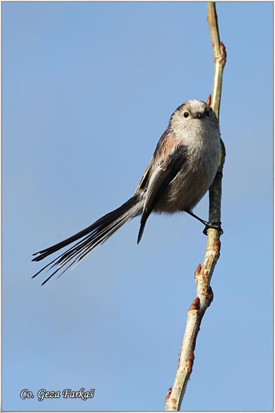 31_long-tailed_tit.jpg - Long-tailed Tit, Aegithalos caudatus, Dugorepa senica, Location: Novi Sad, Serbia