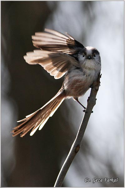 32_long-tailed_tit.jpg - Long-tailed Tit, Aegithalos caudatus, Dugorepa senica, Location: Novi Sad, Serbia