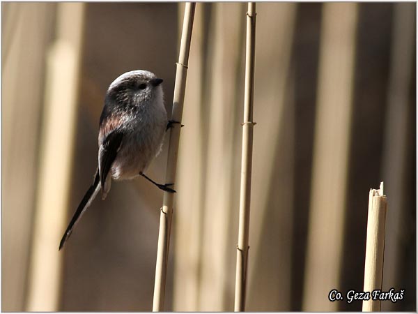 33_long-tailed_tit.jpg - Long-tailed Tit, Aegithalos caudatus, Dugorepa senica, Location: Novi Sad, Serbia