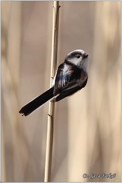 34_long-tailed_tit.jpg - Long-tailed Tit, Aegithalos caudatus, Dugorepa senica, Location: Novi Sad, Serbia