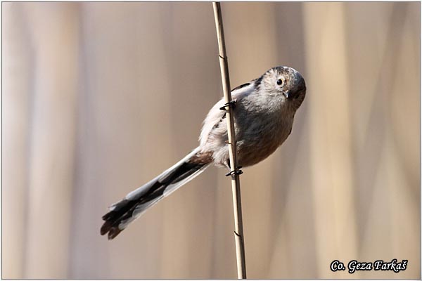 35_long-tailed_tit.jpg - Long-tailed Tit, Aegithalos caudatus, Dugorepa senica, Location: Novi Sad, Serbia