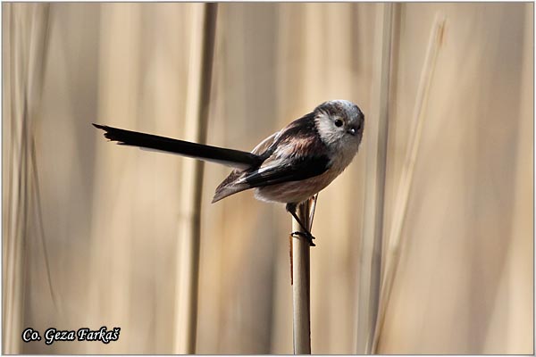 36_long-tailed_tit.jpg - Long-tailed Tit, Aegithalos caudatus, Dugorepa senica, Location: Novi Sad, Serbia