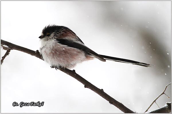 37_long-tailed_tit.jpg - Long-tailed Tit, Aegithalos caudatus, Dugorepa senica, Location: Novi Sad, Serbia