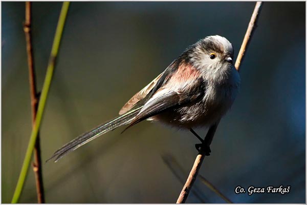 38_long-tailed_tit.jpg - Long-tailed Tit, Aegithalos caudatus, Dugorepa senica, Location: Novi Sad, Serbia