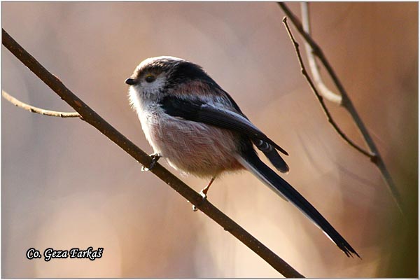 39_long-tailed_tit.jpg - Long-tailed Tit, Aegithalos caudatus, Dugorepa senica, Location: Novi Sad, Serbia