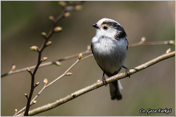 40_long-tailed_tit.jpg - Long-tailed Tit, Aegithalos caudatus, Dugorepa senica, Location: Novi Sad, Serbia