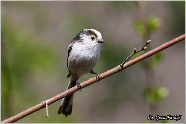 41_long-tailed_tit.jpg - Long-tailed Tit, Aegithalos caudatus, Dugorepa senica, Location: Novi Sad, Serbia