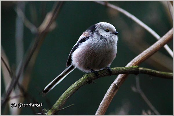 42_long-tailed_tit.jpg - Long-tailed Tit, Aegithalos caudatus, Dugorepa senica, Location: Novi Sad, Serbia