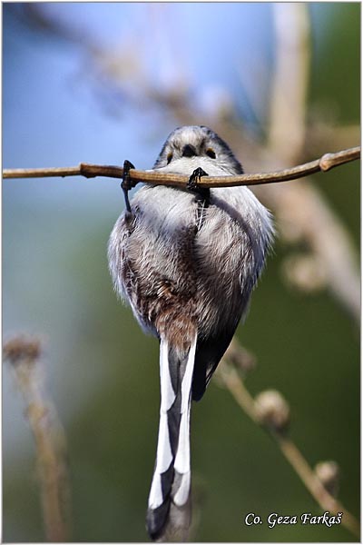 43_long-tailed_tit.jpg - Long-tailed Tit, Aegithalos caudatus, Dugorepa senica, Location: Novi Sad, Serbia