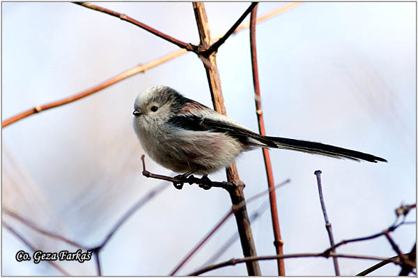 44_long-tailed_tit.jpg - Long-tailed Tit, Aegithalos caudatus, Dugorepa senica, Location: Novi Sad, Serbia