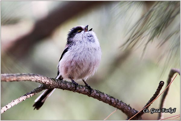 45_long-tailed_tit.jpg - Long-tailed Tit, Aegithalos caudatus, Dugorepa senica, Location: Novi Sad, Serbia