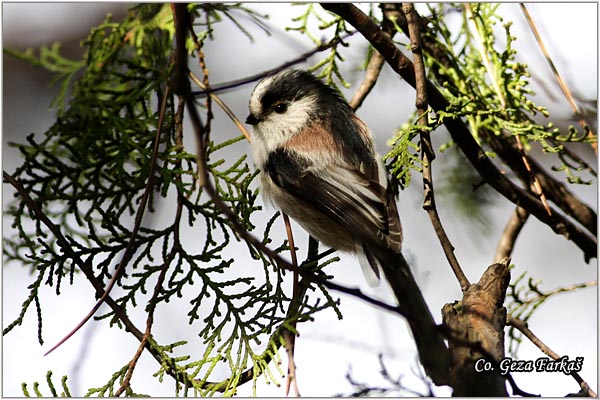 46_long-tailed_tit.jpg - Long-tailed Tit, Aegithalos caudatus, Dugorepa senica, Location: Novi Sad, Serbia