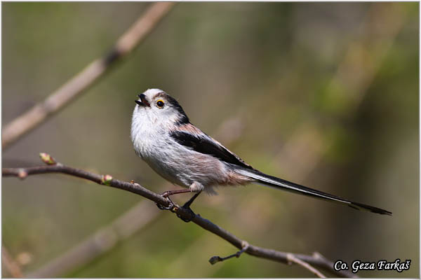 47_long-tailed_tit.jpg - Long-tailed Tit, Aegithalos caudatus, Dugorepa senica, Location: Novi Sad, Serbia