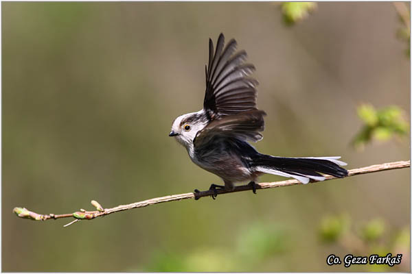 48_long-tailed_tit.jpg - Long-tailed Tit, Aegithalos caudatus, Dugorepa senica, Location: Novi Sad, Serbia