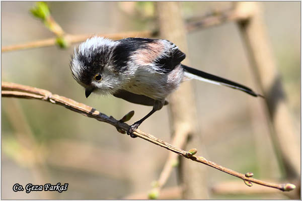 49_long-tailed_tit.jpg - Long-tailed Tit, Aegithalos caudatus, Dugorepa senica, Location: Novi Sad, Serbia