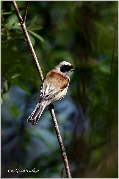 50_european_penduline_tit.jpg - European penduline tit, Remiz pendulinus, Ritska senica, Mesto - Location: Novi Sad, Serbia