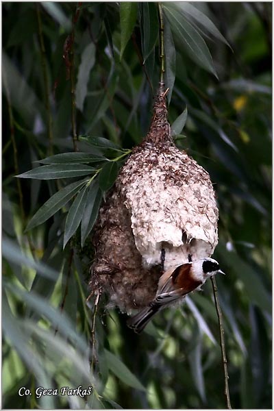 51_european_penduline_tit.jpg - European penduline tit, Remiz pendulinus, Ritska senica, Mesto - Location: Novi Sad, Serbia