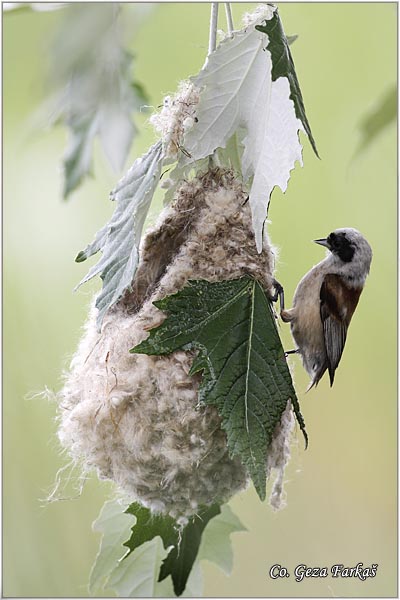 52_european_penduline_tit.jpg - European penduline tit, Remiz pendulinus, Ritska senica, Mesto - Location: Temerin, Serbia