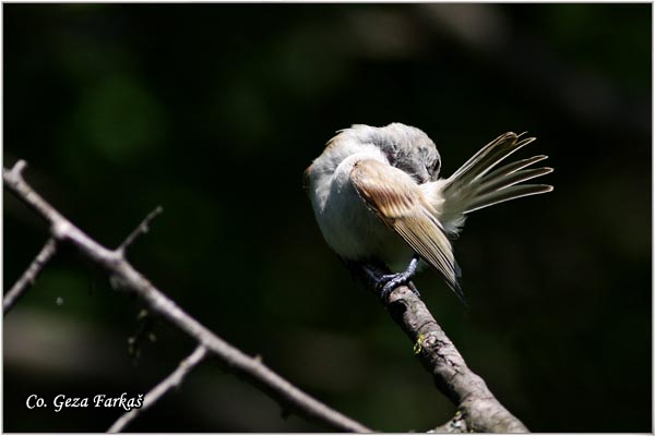 53_european_penduline_tit.jpg - European penduline tit, Remiz pendulinus, Ritska senica, Mesto - Location: Jegricka, Serbia