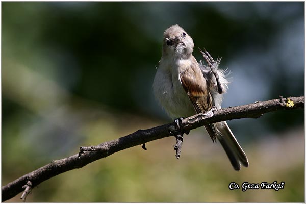 54_european_penduline_tit.jpg - European penduline tit, Remiz pendulinus, Ritska senica, Mesto - Location: Jegricka, Serbia