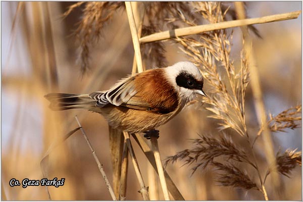 55_european_penduline_tit.jpg - European penduline tit, Remiz pendulinus, Ritska senica, Mesto - Location: Slano kopovo, Serbia