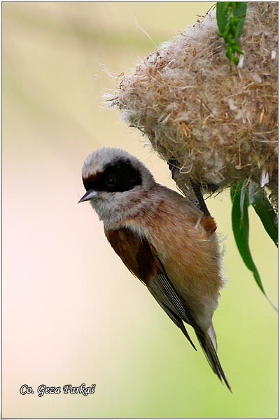 56_european_penduline_tit.jpg - European penduline tit, Remiz pendulinus, Ritska senica, Mesto - Location: Slano kopovo, Serbia