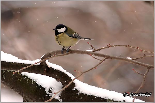 60_great_tit.jpg - Great tit, Parus major, Velika senica,  Mesto - Location: Novi Sad, Serbia