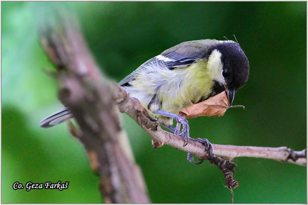 61_great_tit.jpg - Great tit, Parus major,Velika senica, Location: Fruka gora, Serbia