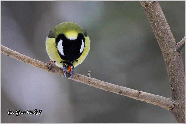 62_great_tit.jpg - Great tit, Parus major,Velika senica, Location: Fruka gora, Serbia