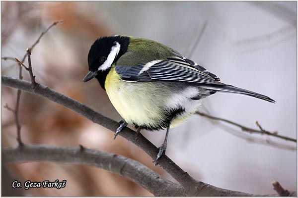 63_great_tit.jpg - Great tit, Parus major