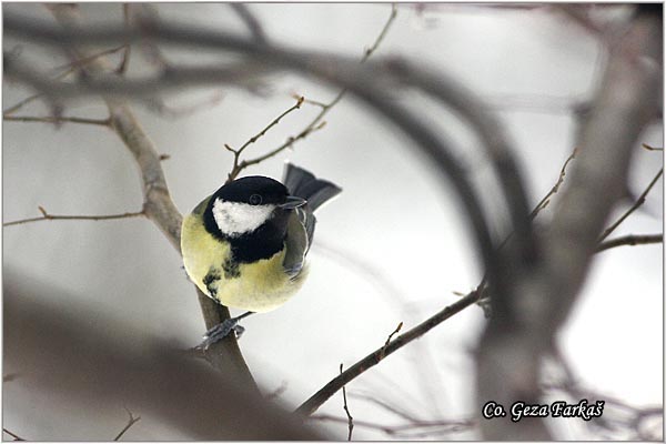 64_great_tit.jpg - Great tit, Parus major,Velika senica, Location: Fruka Gora, Serbia