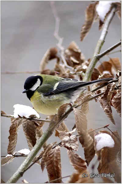 65_great_tit.jpg - Great tit, Parus major,Velika senica, Location: Fruka Gora, Serbia