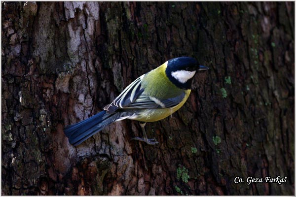 66_great_tit.jpg - Great tit, Parus major,Velika senica, Location: Fruka Gora, Serbia