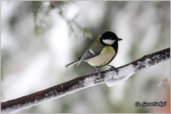 67_great_tit.jpg - Great tit, Parus major,Velika senica, Location: Fruka Gora, Serbia