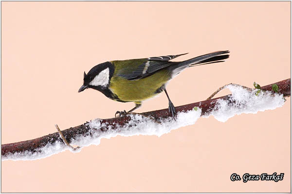 68_great_tit.jpg - Great tit, Parus major,Velika senica, Location: Fruka Gora, Serbia