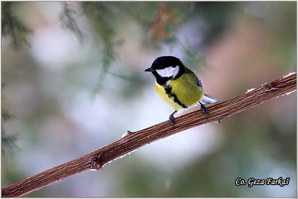 69_great_tit.jpg - Great tit, Parus major,Velika senica, Location: Fruka Gora, Serbia