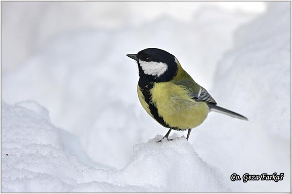 70_great_tit.jpg - Great tit, Parus major,Velika senica, Location: Fruka Gora, Serbia