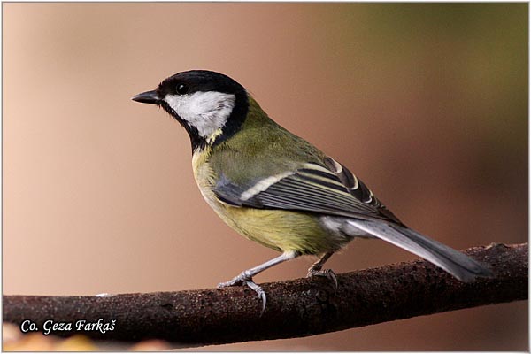 71_great_tit.jpg - Great tit, Parus major,Velika senica, Location: Fruka Gora, Serbia