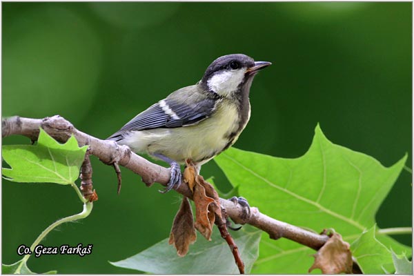 72_great_tit.jpg - Great tit, Parus major,Velika senica, Location: Fruka gora, Serbia