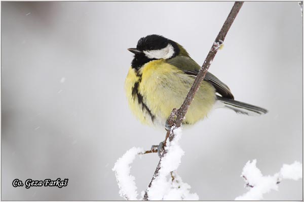 73_great_tit.jpg - Great tit, Parus major,Velika senica, Location: Fruka Gora, Serbia