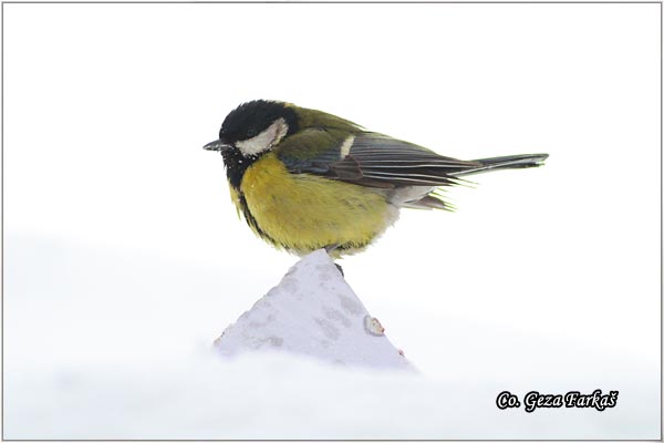 74_great_tit.jpg - Great tit, Parus major,Velika senica, Location: Fruka Gora, Serbia