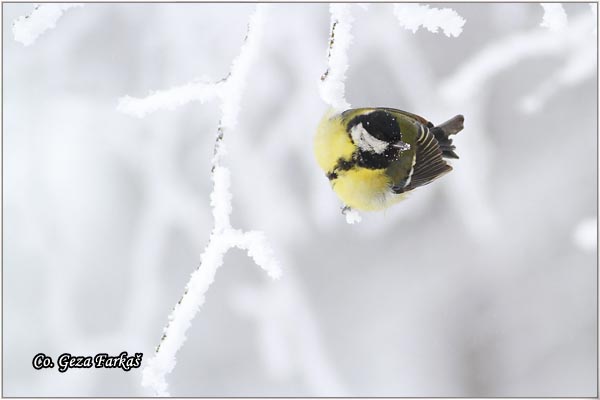 75_great_tit.jpg - Great tit, Parus major,Velika senica, Location: Fruka Gora, Serbia